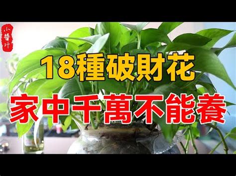 風水植物有哪些|前陽台招財植物大全！15 種適合陽台的植物助你財源。